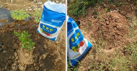 四川柑橘苗的绿色革命 奥农乐生物菌肥应用案例解析